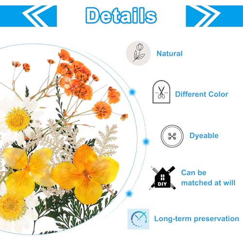 Flores prensadas secas naturales para manualidades naranja miniatura 3