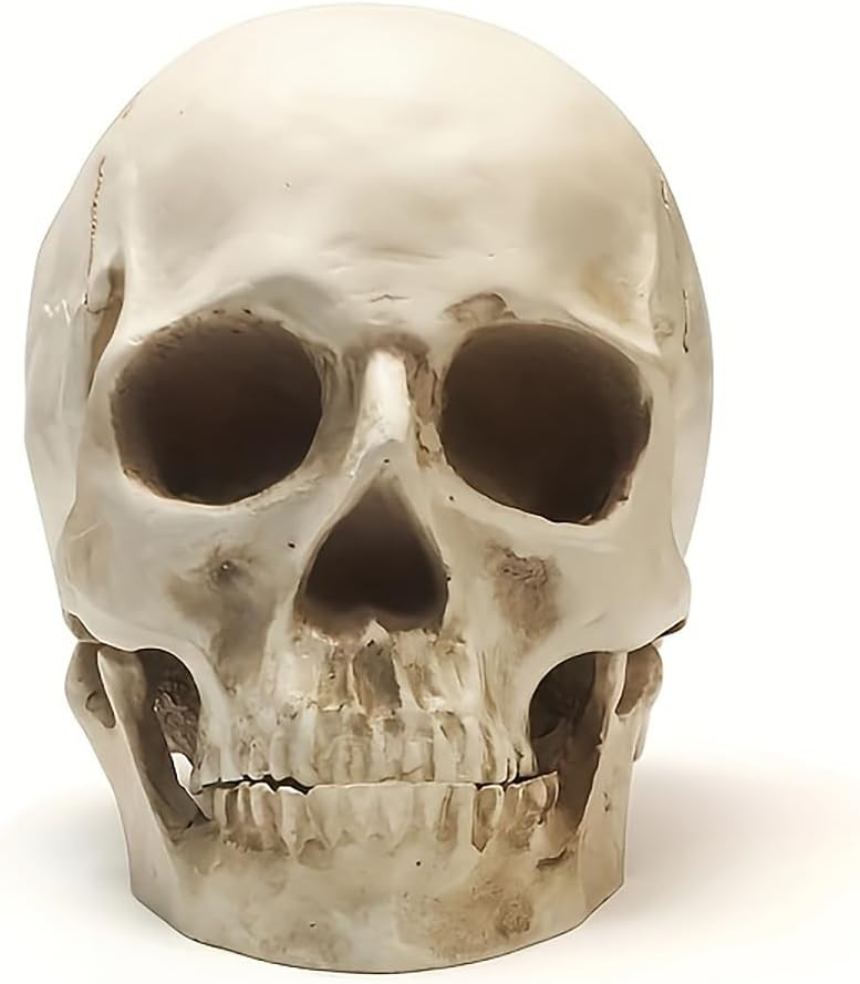 SOACH Resin Skull, 1:1 Human Skull, Human Head Model for Home Decoration, Halloween Statue, Human Adult Head Bone Model, Model Anatomical Medical Skeleton, Jaw is Movable (White)