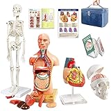 Anatomie Modell Torso Skelett Herz halbe Größe Schädel mit Gehirn-Modelle-Beste Anatomie Modell Bundle Set von 4 Hands-on 3D Modell Study Tools für Medizinstudenten, Bildungs-Kit