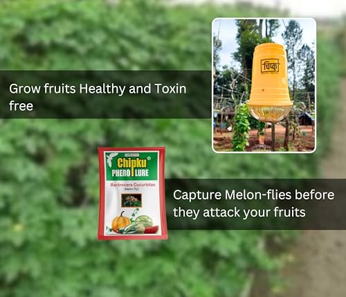 Image of Chipku Melon Fly Glass Trap & Lure Pack of 5 Traps for Garden & Agriculture to Control Bactocera Cucurbit|Melonfly Trap for Watermelon,Pumpkin & All Gourd Crop Pheromone Trap for Guaranteed Results