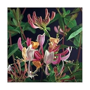 Blumen-Senf 'Serotina' Geißblatt Kletterpflanze