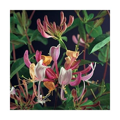 Blumen-Senf 'Serotina' Geißblatt Kletterpflanze