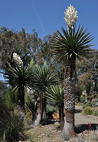Yucca Carnerosana Giant Spanish Dagger 5 semi freschi:Semi