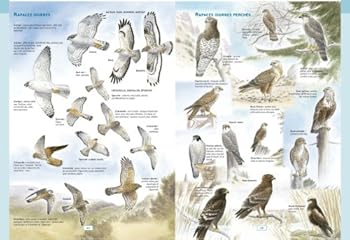 Paperback Identifier les oiseaux par leur comportement, leur habitat, etc. [French] Book