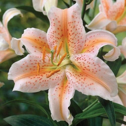 Oriental Star - 1 flower bulb