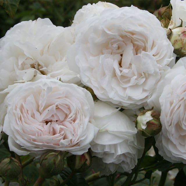 Silver Rose Plant: Stunning Varieties & Expert Growing Tips