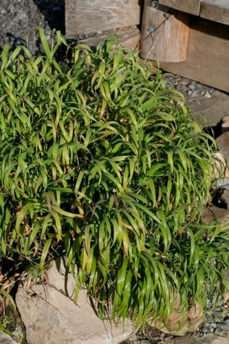 Melica altissima 'Atropurpurea' 9x9 cm Topf – Winterhart, Mehrjährig, Pflegeleicht – Purpur-Perlgras – Ziergras für Beet & Rabatte