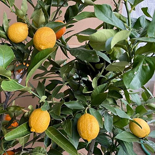 特撰！トゲ無しレモン苗木3年生