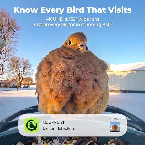 Image of Kiwibit Solar Smart Bird Feeder with Camera, 4K HDR Live Video, AI Bird ID