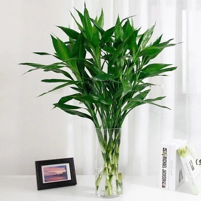 See full amazon price history chart for Plantoos Lucky Bamboo Sticks - Set of 10, 40 cm Length | Feng Shui Indoor Plants for Home and Office Plantoos Lucky Bamboo Sticks - Set of 10, 40 cm Length | Feng Shui Indoor Plants for Home and Office (B0CWVP4C21) Amazon Price History, Amazon Price Tracker