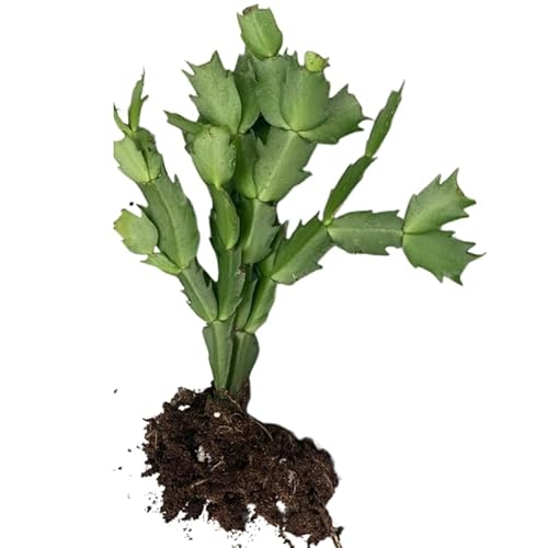 Red Christmas Cactus Plants Live, 4 to 6 Inch Tall Live Christmas Cactus Bare Roots, Perennial Well Rooted Flower Plants, Holiday Houseplant, No Pot Red Christmas Cactus Plants Live, 4 to 6 Inch Tall Live Christmas Cactus Bare Roots, Perennial Well Rooted Flower Plants, Holiday Houseplant, No Pot