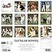 Willow Creek Press, Australian Shepherds Just 2026 Wall Calendar, 12'' X 12'', 18-Month Calendar with Stapled Binding