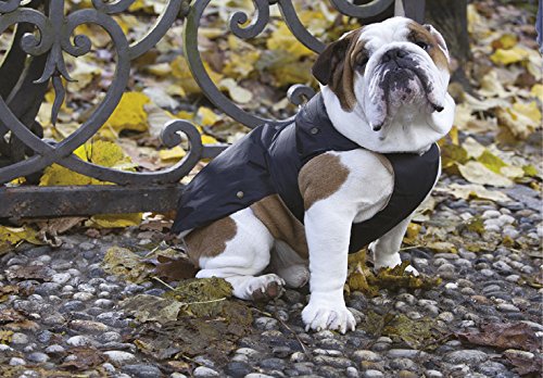 Abbigliamento per cani Bulldog Francese - WE ️ BULLDOG
