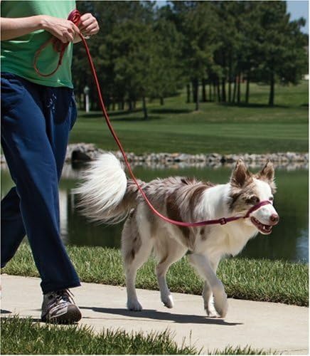wonder walker harness amazon