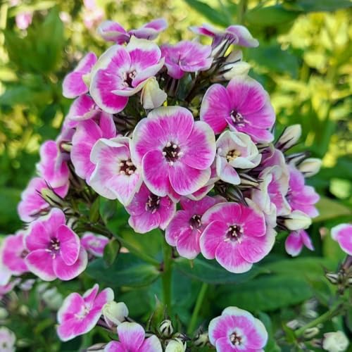 Phlox paniculata Orchid Yellow 12cm Pot x 2 Inc: | Striking Pink & Yellow Margined Flowers, Fragrant, Cottage Garden Favourite, Attracts Pollinators, Summer Blooms | Thompson & Morgan