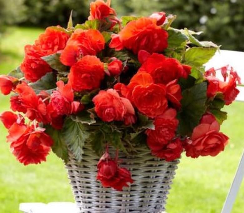 Red Glory Odorata Begonia Bulbs for Growing - Fragrant Red Flowers to Make Your Garden Stand Out -Do Well Indoors or Outdoors as an Annual - - Stunning Mixed Colored Begonia Flower Bulbs (10 Bulbs)