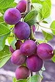 Fruit Seeds for Planting - Garden Fruit Seeds (Plum - 20 Seeds)