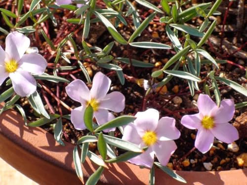 Oxalis CF.kamiesbergensis ����