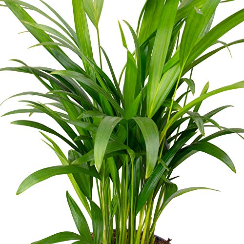Goldfruchtpalme - echte Zimmerpflanze, Areca Dypsis Lutescens - Höhe ca. 55 cm, Topf-Ø 14 cm - Image 3