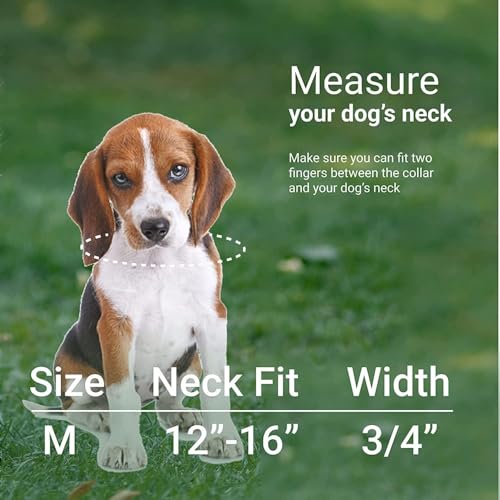 CollarDirect Aztec Hundehalsband Verstellbare Nylon Tribal Muster Geometrische Haustier-Halsbänder für Hunde Klein Mittel Groß Welpe Zubehör