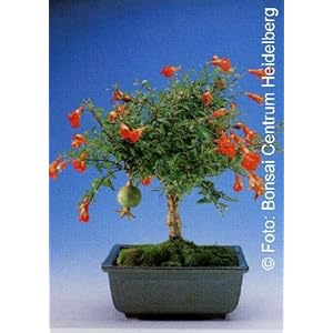 TROPICA – Melograno nano (Punica granatum nana) – 50 Semi- Bonsai