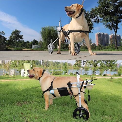 Fauteuil Roulant pour Chien Paralysé ou Blessé - Aide Mobilité