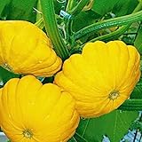 🍃[ Buena elección ] - Lo que esta calabaza vieira puede ofrecerle es que es excelente para freír, hornear o agregar a sopas y guisos. 🍃[Fácil de plantar]: estas semillas no requieren ningún cuidado o mantenimiento especial, ya que son fáciles de cuid...