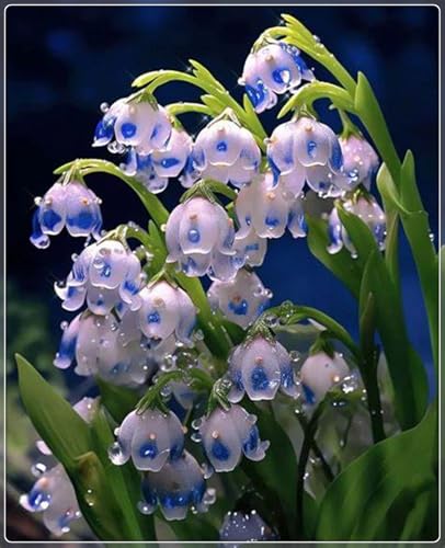 Lily of The Valley Bulbs UK,Lily of The Valley Plants for Garden,Excellent Display,Potted-Plants-Rhizome-3bulbs-w