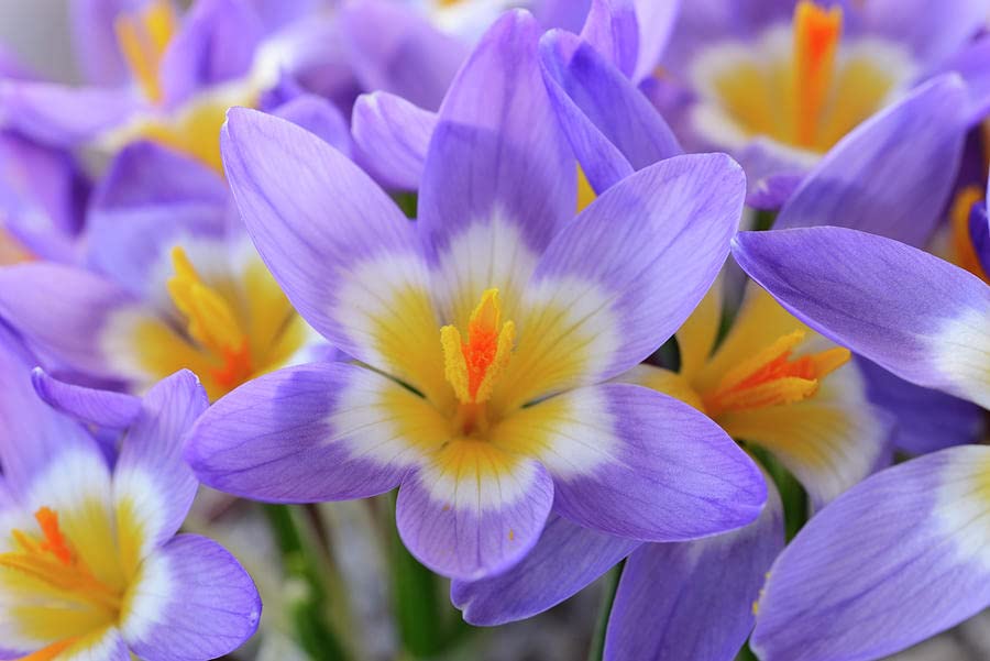 Image of IMP. Saffron | Crocus Excellent Quality Flower Bulbs for Attractive Aromatic Flowers Home Outdoor Gardening Plants Flowering Bulbs (pack of 12, Firefly)