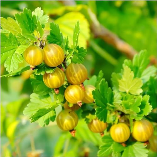 3 Yellow Gooseberry Plants/Uva Crispa Hinnonmakii', Ready to Fruit 3fatpigs®