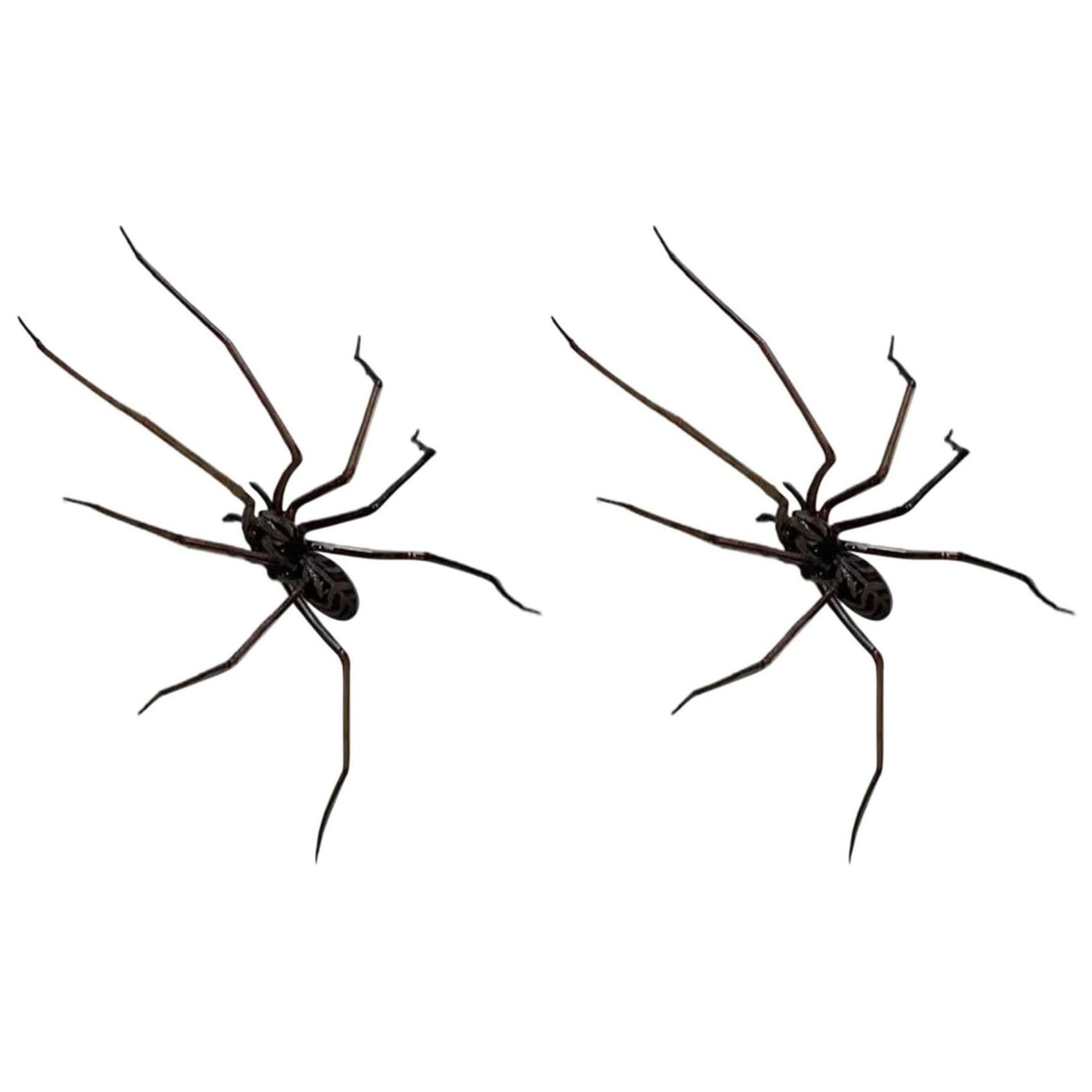 Spider Fridge Magnets - Realistic & Cute Magnetic Decor, Strong Hold for Fridge, Car, Garage (Black) - Fun & Unique Gift (2 PCS)