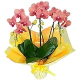 胡蝶蘭 3本立ち サーフソング オレンジ色 橙色 ダブルラッピング仕立て 中大輪 森田洋蘭園 産地直送の花ギフト お届け日時指定便対応