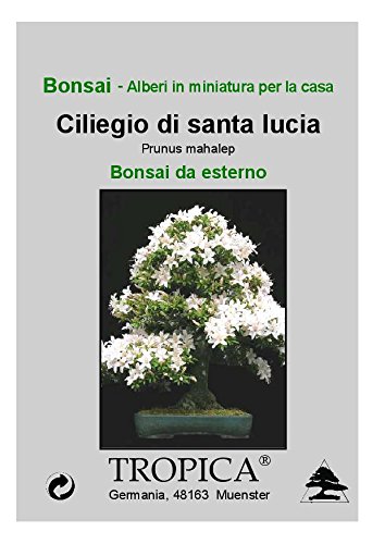 Tropica - Bonsai - Ciliegio Canino (Prunus mahalep) - 30 semi - Image 5