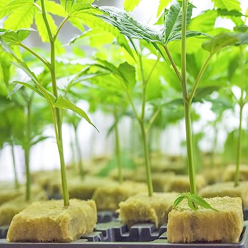 Halatool 98 Stück Steinwolle Anzucht 4x4x4cm Steinwolle Würfel, Rockwool Cube für hydroponic anzucht,Bodenlose Anzucht Setzlinge Stecklinge Klonpflanzen,erdlose Kultivierung, Klonpflanzen, Keimung