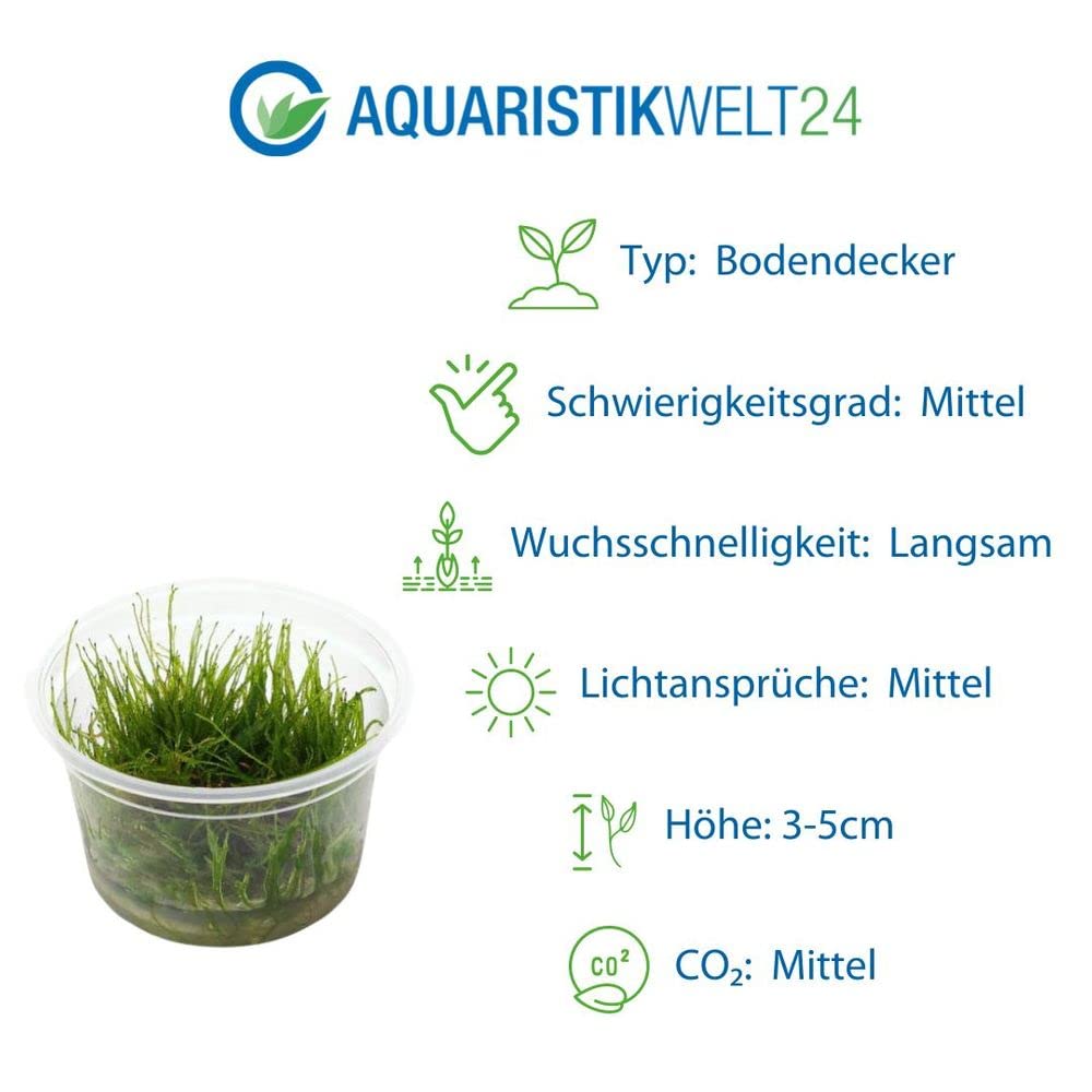 AquaOne Juego de 5 plantas acuáticas, hierba, plantas de acuario, con