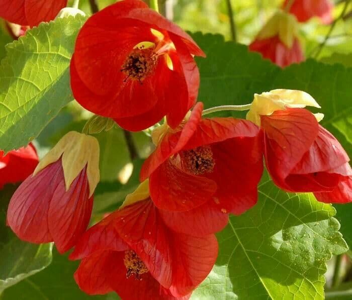 BeGrin Red Lantern Hibiscus live Plant Joba Lanthana Hanging Hibiscus schizopetalus Spider Hibiscus Fringed rosemallow Japanese Lantern Coral Hibiscus live Plant Healthy Plant (B0D2HX47SW) Amazon Price History, Amazon Price Tracker