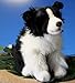 Produktbild Border Collie 12"