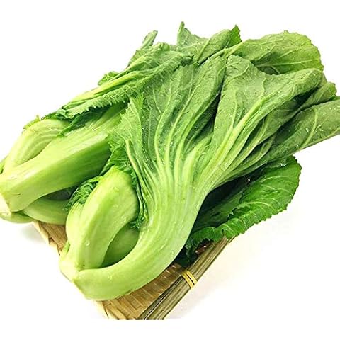 100+ GAI Choi Chinese Mustard Cabbage Seeds Green Leaf Type Non GMO Vegetable Cover