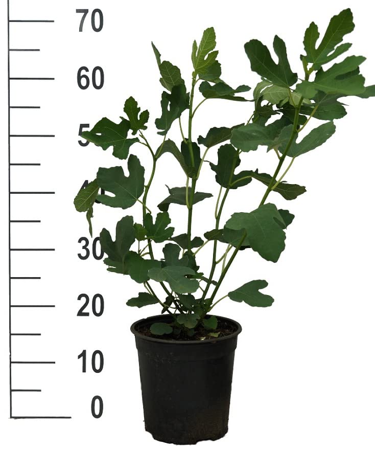 Winterharte Feige `Bornholm´, Ficus carica, 60-80cm im 3,5L Topf