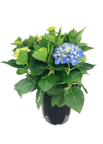 Hydrangea Natural - Hortensia - Planta con Flores Azules y Fácil de Mantener