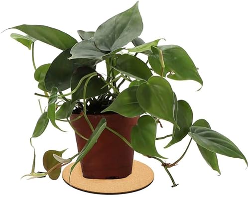 Miniatura 6 de Tapete de corcho para plantas, almohadillas redondas de corcho y posavasos para plantas, paquete de 4 (4, 6, 8, 10 pulgadas)