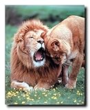Lion with Cub Wall Decor Wild Animal Picture Art Print Poster (16x20)