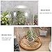 JUXYES Pack of 2 Glass Display Dome Cloche with Solid Wood Base, Clear Dome Bell Terrarium Jar Glass Cloche Bell Jar Display for Plants Collectible Figure