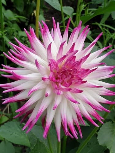 Image of SVG Imported Dahlia Flower Bulbs for Your Home and Gardening Pack of 2 Bulbs (WHITE WITH PINK)