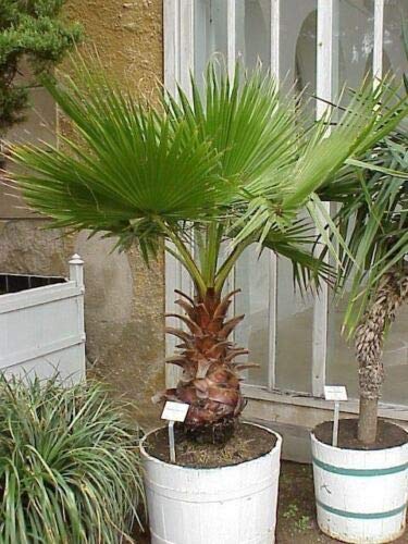 Fan messicano - Washingtonia Robusta - Semi freschi - NPWS