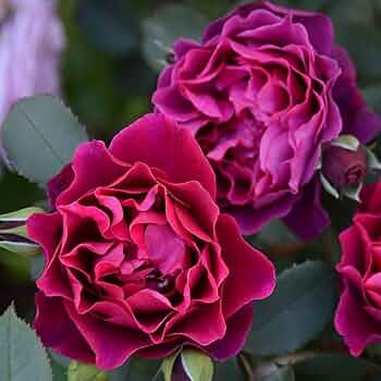 Amazon.co.jp: [ オデュッセイア バラ 新苗 4号鉢 ] バラ苗 鉢植え