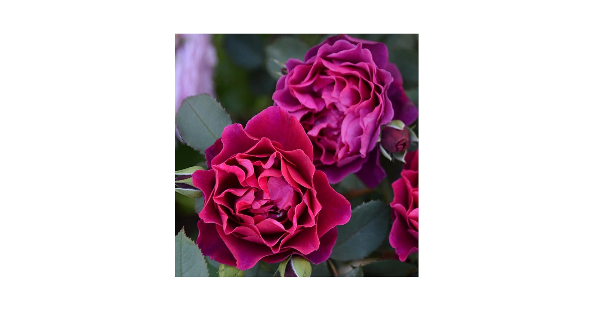 オデュッセイア　大苗　8号鉢　バラ 楽天市場】【大苗】バラ苗 オデュッセイア 国産苗 6号鉢植え品