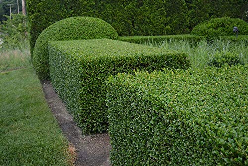 Winter Gem Boxwood | 12 Quart Size Plants | Buxus Microphylla Japonica | Fast Growing Cold Hardy Formal Evergreen Shrub #TOP5