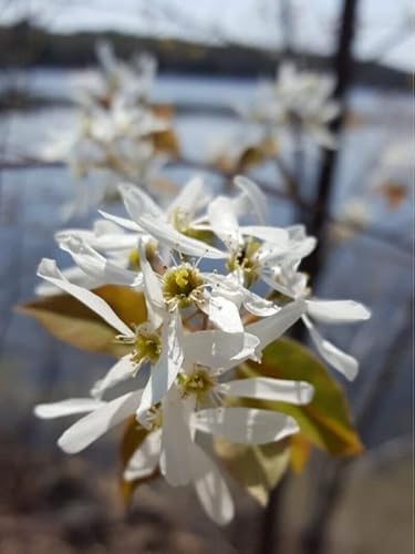 Dwarf Serviceberry Tree Live Plant 12 To 18 Inc Tall, Serviceberry Bush June Blueberry Fruits Service Berry Plant, No Ship To Ca, Hi #TOP3