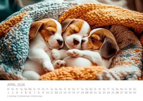 Edition Seidel Premium Kalender Beagle 2026 Format DIN A3 Wandkalender Hundekalender Hund Welpe Tierkinder Hunderasse Haustier